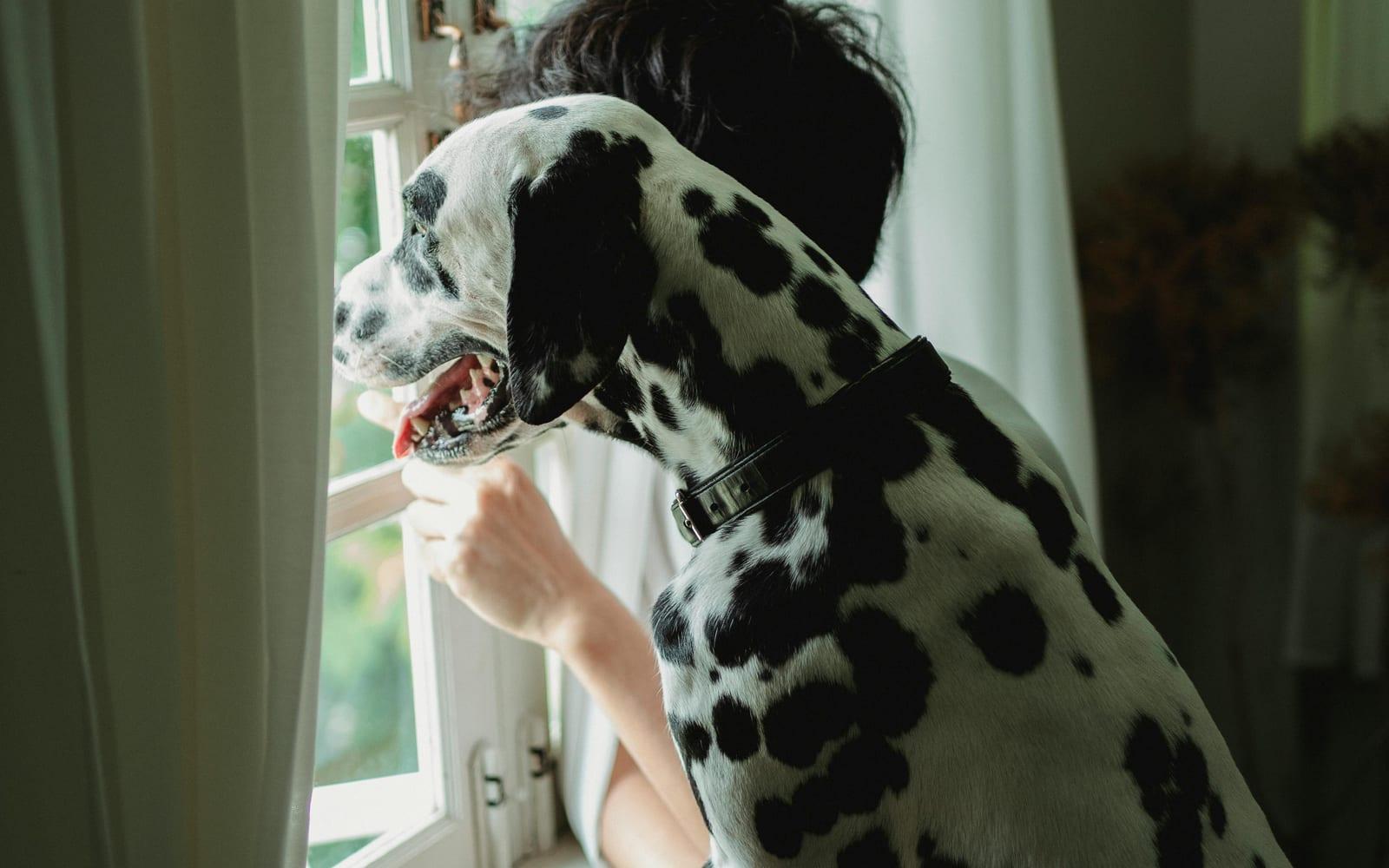 斑点犬扒在窗边向外张望,主人伸手相伴,居家暖光下的人宠日常